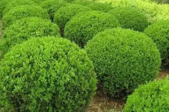 喬、灌木類(lèi)植物的養(yǎng)護(hù)要點(diǎn)，看看凱蒂分享的這6點(diǎn)！