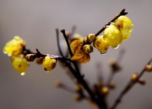 這5種樹(shù)木種植在別墅花園中別有一番風(fēng)雅！
