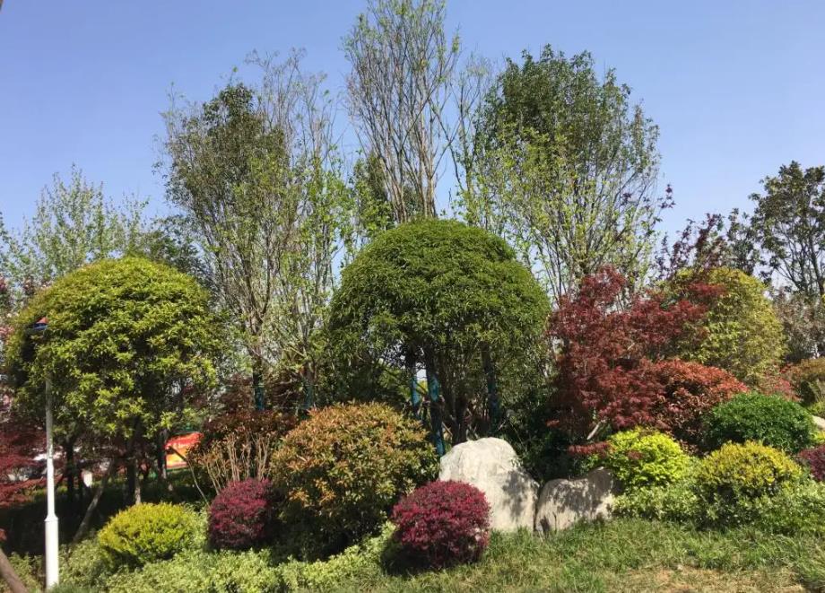 春季氣溫開始回升，襄陽園林綠化公司做好這些養(yǎng)護(hù)舉措，苗木來年存活好，長枝快