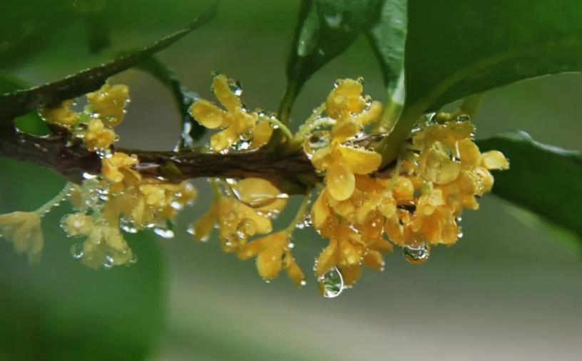 春季桂花移栽修剪有訣竅，襄陽園林綠化公司親傳經(jīng)驗(yàn)，來年花多枝密長勢好