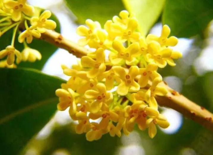 園林綠化zui愛的10種“花香之樹”！