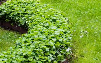 園林綠化時(shí)，植物配置的技巧有哪些呢？